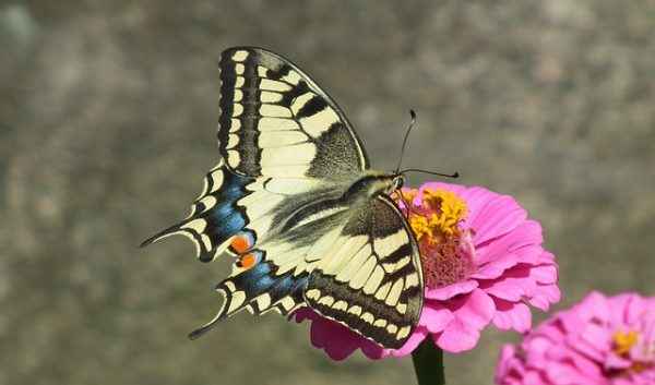 butterfly-day-3184098_640